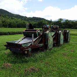 Daintree Tea