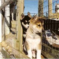 Kamisak Husky and Horse Farm 