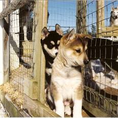 Kamisak Husky and Horse Farm 