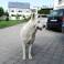 Один из питомцев Guesthouse Marija