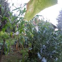 Kordoski Private Accommodation 