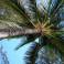 пальма - вид с лежака