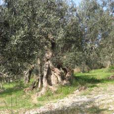 Casa Giulia Country House 