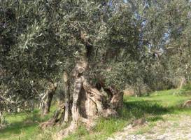 Casa Giulia Country House 