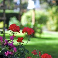 Tudor Grange Hotel - B&B 