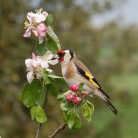 High Beeches B & B 