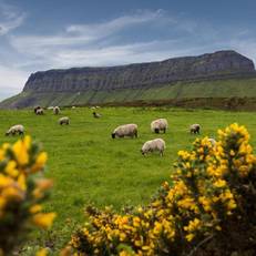 Benbulben Suites 