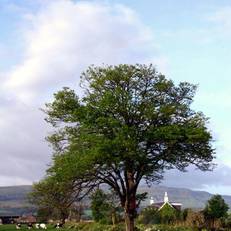 Hillview Cottage 