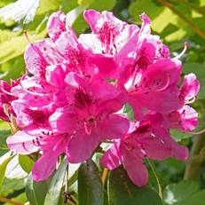 Woodacre B & B 