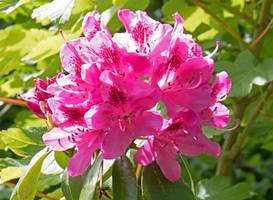 Woodacre B & B 