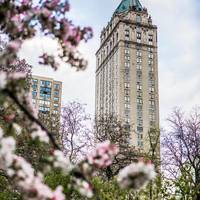 The Pierre, A Taj Hotel 