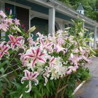 White Trellis Motel 