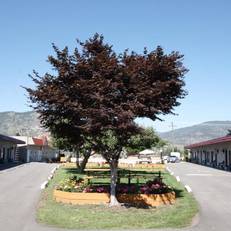Apple Tree Inn 