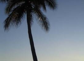 Dolphin Cove Inn 