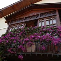 Hotel Villa Daffodil 