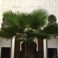 Riad Azahra