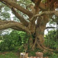 Falaza Game Park and Spa 