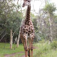 Zululand Tree Lodge 