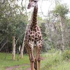 Zululand Tree Lodge 