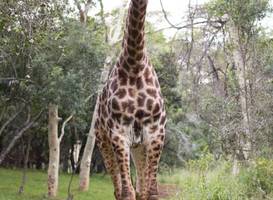 Zululand Tree Lodge 