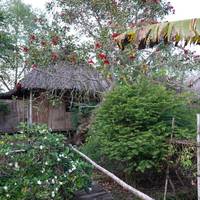 Nguyen Shack - Mekong River Homestay