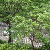 Annex Turtle Hotori-An