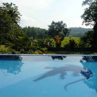 Lazy Lizard Hotel 