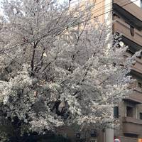 Hatoya Hotel
