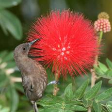 Daintree Village Bed and Breakfast 