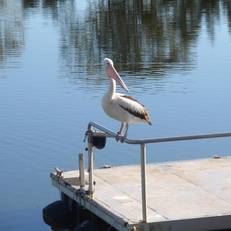 Maroochy River Resort & Bungalows