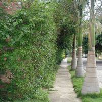 Hostal Real - Los Robles 