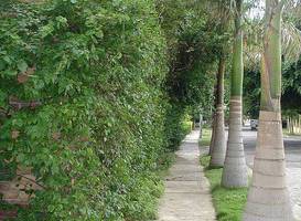 Hostal Real - Los Robles 
