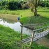 Rai Songrao @ Khao Kho 