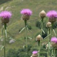 Suite Aparthotel y Spa Eth Refugi d'Aran