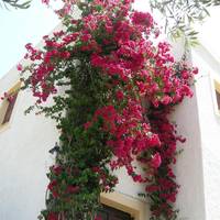 Eleftheria Studios 
