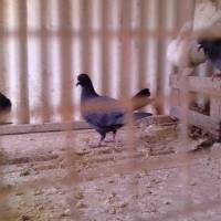Hostal Isis 