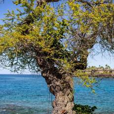Sheraton Kona Resort and Spa 