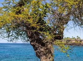 Sheraton Kona Resort and Spa 