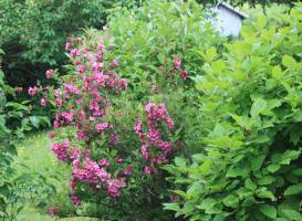 La Maison sous les Lilas 