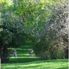 Red Pole Ranch 
