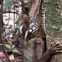Daintree Crocodylus Village 