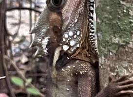 Daintree Crocodylus Village 