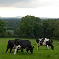 Ballindrum Farm B&B 