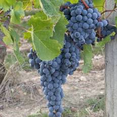 Les Raisins du Bonheur 