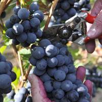 Ferienweingut Arnold Fuhrmann & Sohn 