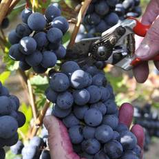Ferienweingut Arnold Fuhrmann & Sohn 