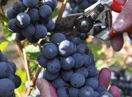 Ferienweingut Arnold Fuhrmann & Sohn 