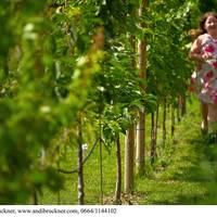 Winzerzimmer - Weingut Tinhof 