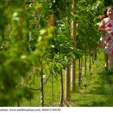 Winzerzimmer - Weingut Tinhof 