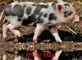 Ferienwohnungen Gwehenberger 